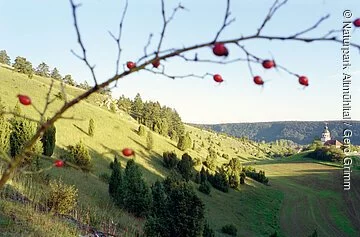 Gungoldinger Wacholderheide