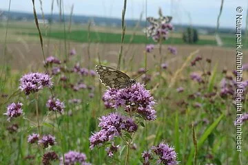 Schachbrettfalter auf Blumenwiese bei den Mauerner Höhlen