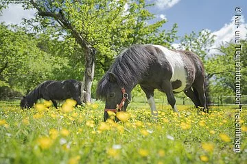 Zwei Ponys grasen auf einer blühenden Wiese mit Obstbäumen.