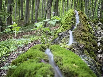 Steinerne Rinne bei Wolfsbronn