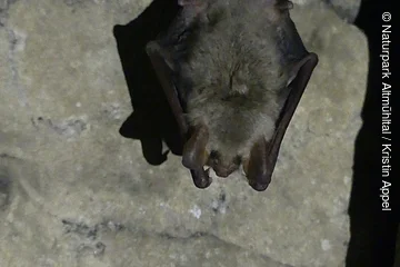 Fledermaus