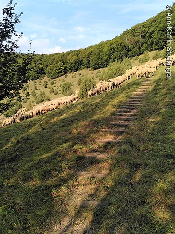 Zimmerner Hang mit Schafen