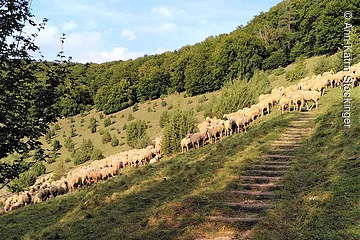 Zimmerner Hang mit Schafen