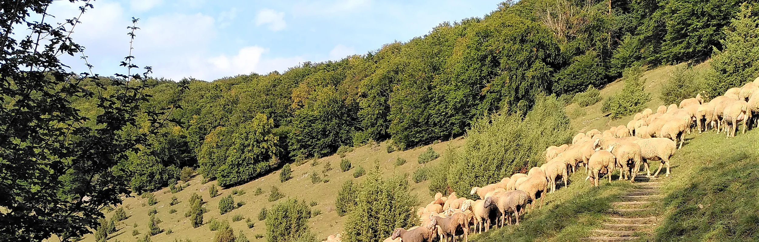 Zimmerner Hang mit Schafen