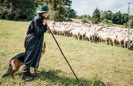 Schäfer mit Schafherde