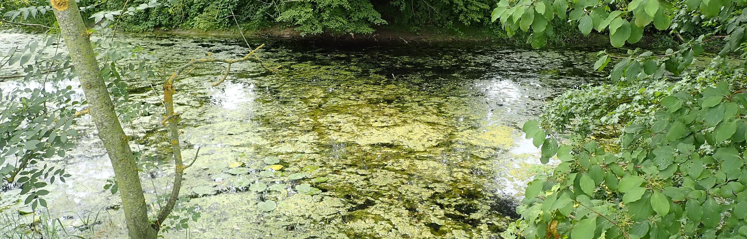 Feuchtgebietslehrpfad Pfünz