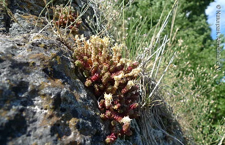 Scharfer Mauerpfeffer