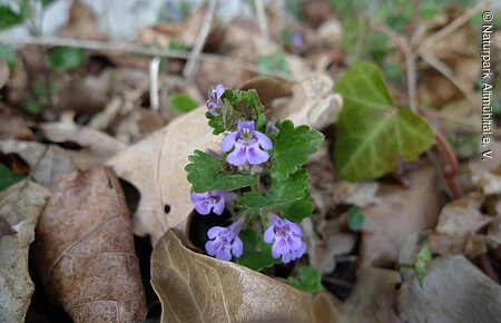 Gewöhnlicher Gundermann