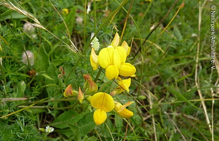 Gewöhnlicher Hornklee