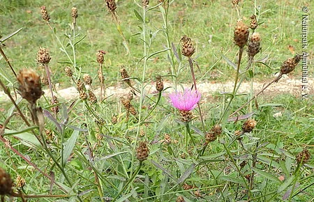 Wiesen-Flockenblume