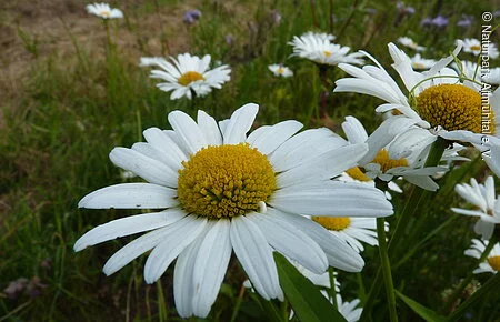 Wiesen-Margerite