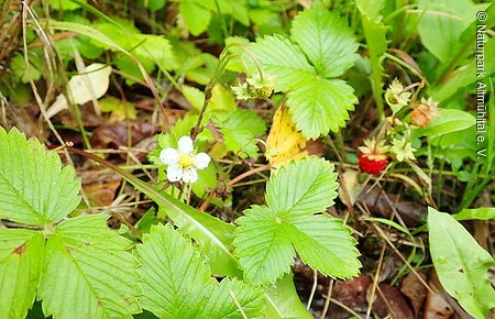 Wald-Erdbeere