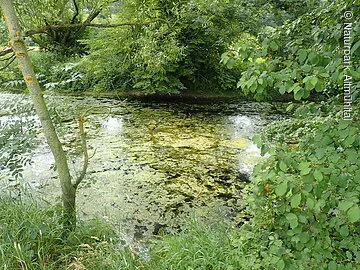 Feuchtgebietslehrpfad Pfünz