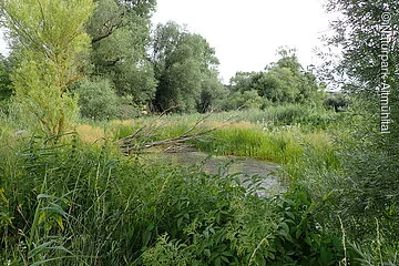 Feuchtgebietslehrpfad Pfünz