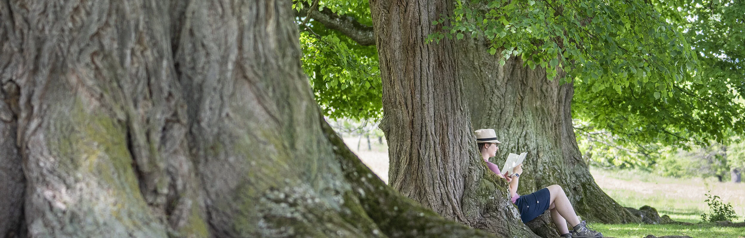 Naturwaldreservat Göppelt / Buchleite