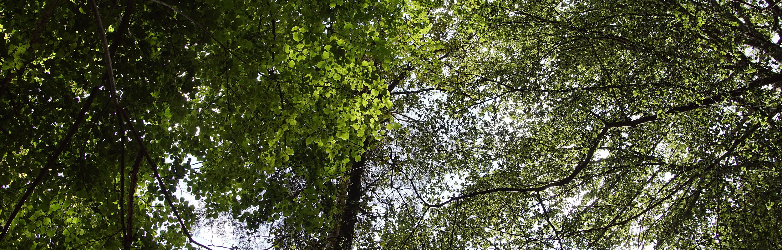 Buchenmischwald