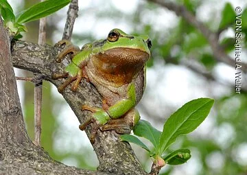 Laubfrosch auf Ast