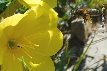 Biene im Anflug