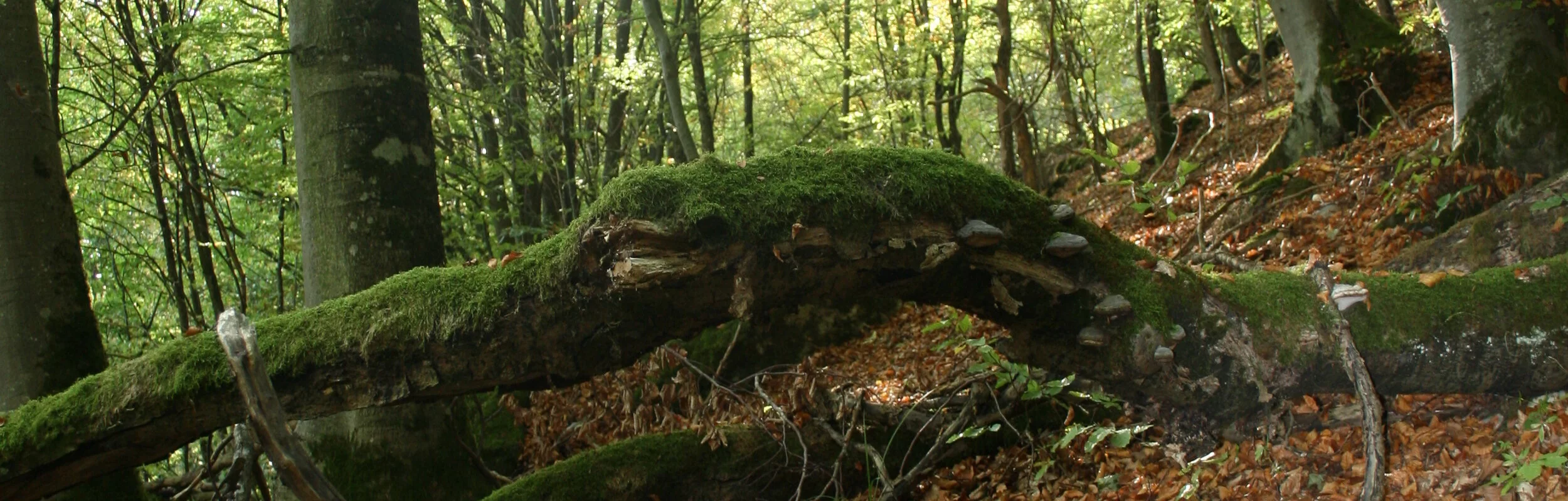 Buchenwald Beixenhart (Naturwaldreservat)