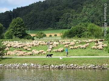 Schafherde am Kanal