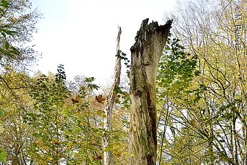 Totholz im Naturschutzgebiet Laubenbuch