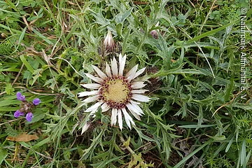 Silberdistel