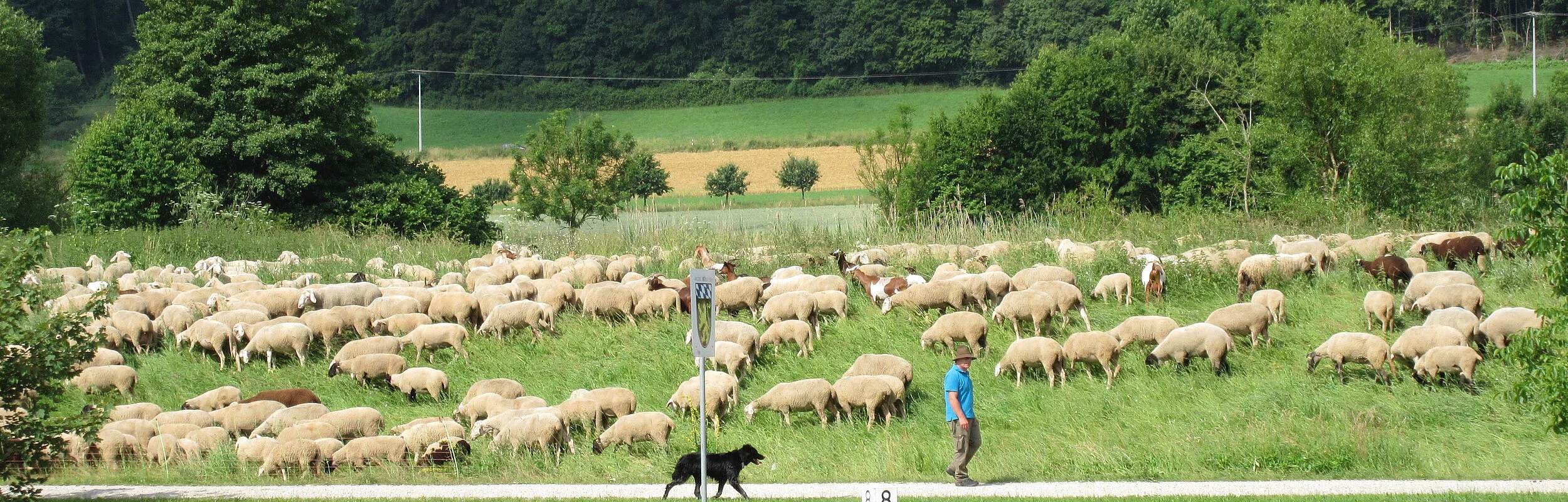 Schafherde am Kanal