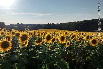 Sonnenblumenfeld bei Böhmfeld