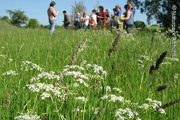 Kräuterwanderung bei Böhmfeld