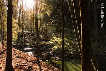 Kalktuffkaskaden bei Holnstein