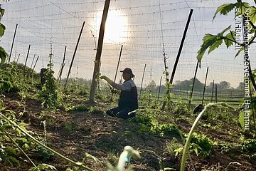 Arbeiten im Hopfengarten